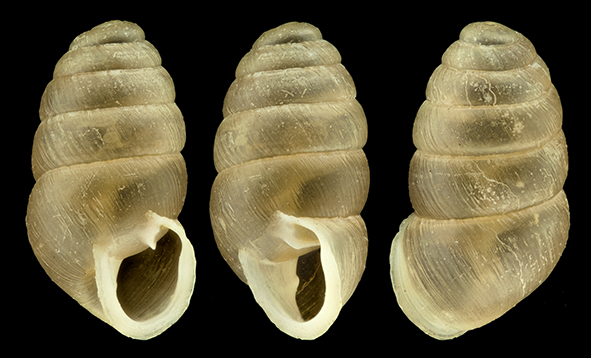 IMG_detallada/Lauria (Lauria) cylindracea.jpg